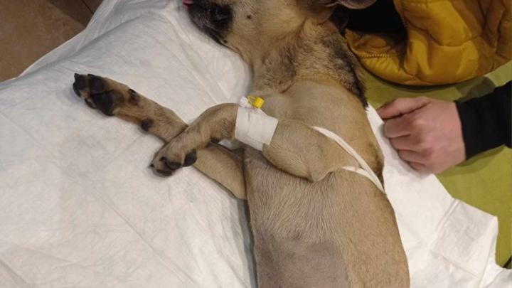 Pierwsza pomoc dla psa