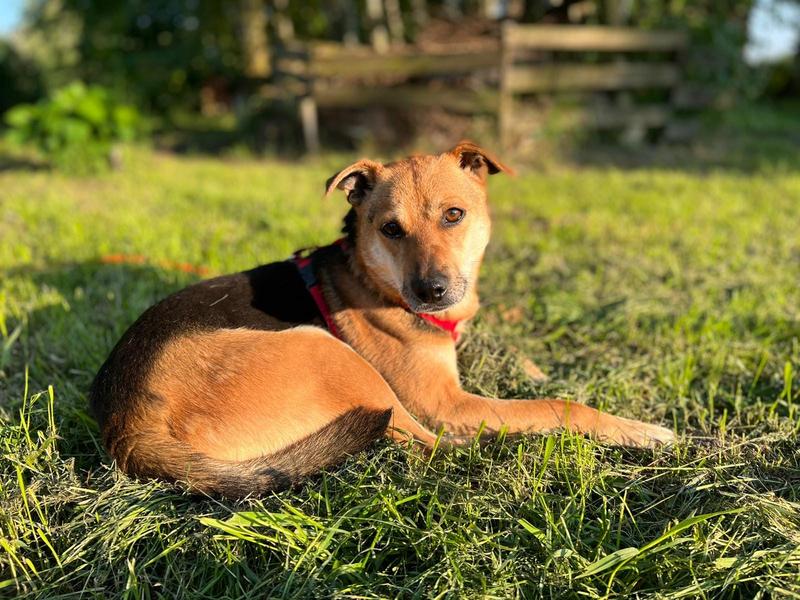 Wsparcie psychiczne dla właścicieli