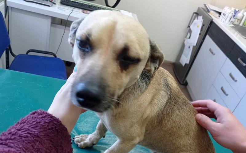 Smutne konsekwencje potracenia psa - jak się zachować i pomóc czworonogowi?