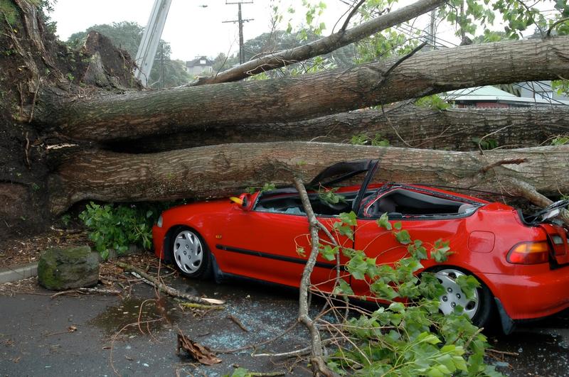 Niespodziewana sytuacja: drzewo spadło na samochód w sercu miasta